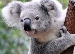 Koala, Konar