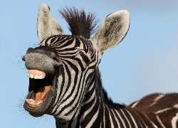 Zebra, Uśmiech