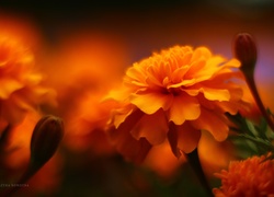 Aksamitki, Pomarańczowe, Kwiaty
