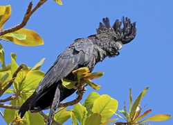 Papuga, Kakadu, Gałązki
