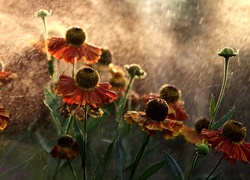 Kwiaty, Dzielżan, Pajęczyna, Deszcz