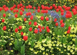 Wiosenne kwiaty, Tulipany