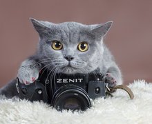 Kot, Brytyjski, Aparat, Fotograficzny