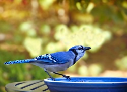 Ptak, Modrasójka