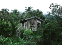 Palmy, Drewniany, Domek, Dżungla