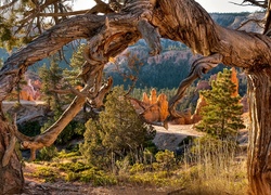 Rosochate Drzewa, Kanion, Utah, USA