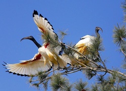 Ptaki, Ibis Biały, Drzewo