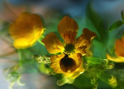 Kaczeniec, Żółty, Kwiat, Ślimak