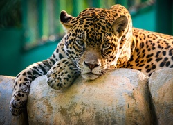 Jaguar, Kamienie, Zoo