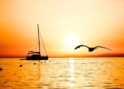 Morze, Jacht, Zachód Słońca, Ptak