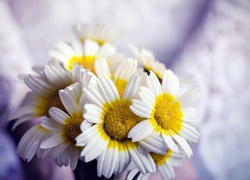 Białe, Kwiaty, Margerytki