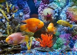 Podwodny, Świat, Ryby, Rośliny, Muszelki, Akwarium