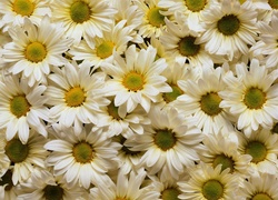 Białe, Kwiaty, Margerytka