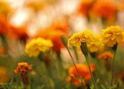 Żółte, Aksamitki, Turki, Kwiaty