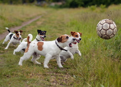 Psy, Zabawa, Piłką, Łąka, Jack Russell Terrier