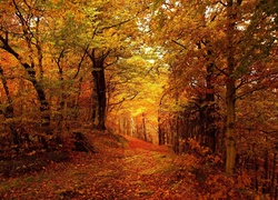 Las, Droga, Drzewa, Liście, Złota, Jesień