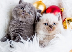 Kotki, Koty, Świąteczne, Bombki