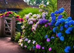 Dom, Ogród, Kolorowe, Hortensje