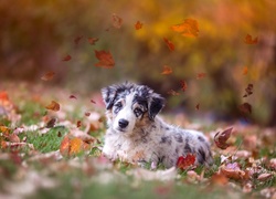Jesień, Pies, Owczarek, Australijski,Spojrzenie, Jesienne, Liście