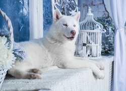 Biały, Siberian, Husky, Pies