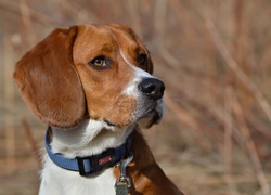 Pies, Beagle, Obroża, Portret