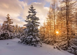 Drzewa, Słońce, Śnieg