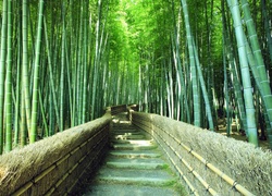Bambusowy, Las, Schody