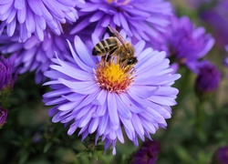 Kwiaty, Astry, Pszczoła, Ogród