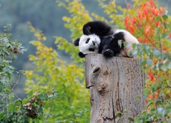 Mały, Niedźwiadek, Panda, Pień, Drzewa, Odpoczynek, Las
