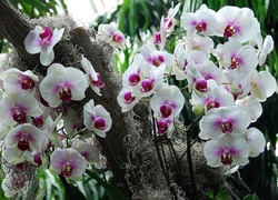 Biało, Różowy, Storczyk, Orchidea