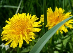 Żółte, Kwiaty, Mniszek Pospolity