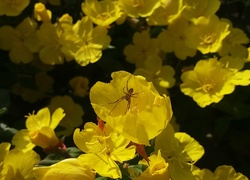Żółte, Kwiaty, Wiesiołek, Pająk