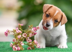 Jack Russell Terrier, Słodki, Szczeniaczek, Kwiaty