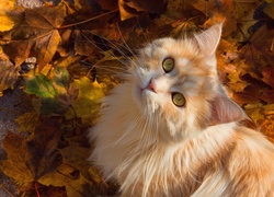 Kotek, Liście, Jesień
