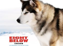 Eight Below, pies, zaprzęgowy, zima