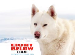 Eight Below, biały, pies