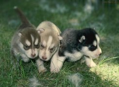 trzy, słodkie, szczeniaki, Siberian Husky