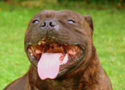 pysk, język, Staffordshire Bull Terrier