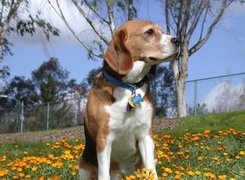 Beagle Harrier, żółte, kwiatki