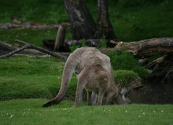 Kangury, Trawa, Woda