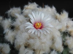 Kaktus, Kwiatek