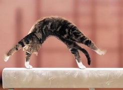 Kot, Gimnastyka