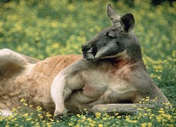 Kangur, Odpoczynek