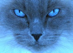 Niebieski, Kot, Oczy