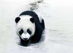 Panda, Śnieg, Zima
