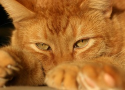 Rudy, Kot Kot brytyjski krótkowłosy