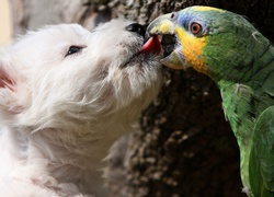 Pies, Papuga, Pocałunek