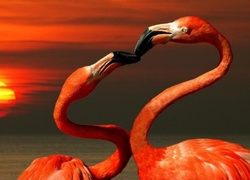 Dwa, Flamingi, Pocałunek