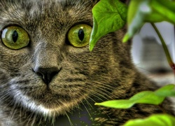 Kot, Zielone, Oczy