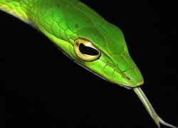 Ahaetulla mycterizans - azjatycki jadowity wąż nadrzewny